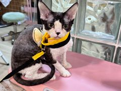 -70cat德文卷毛猫·缅因猫纯种猫舍