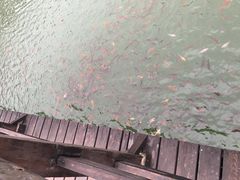 -黄花溪