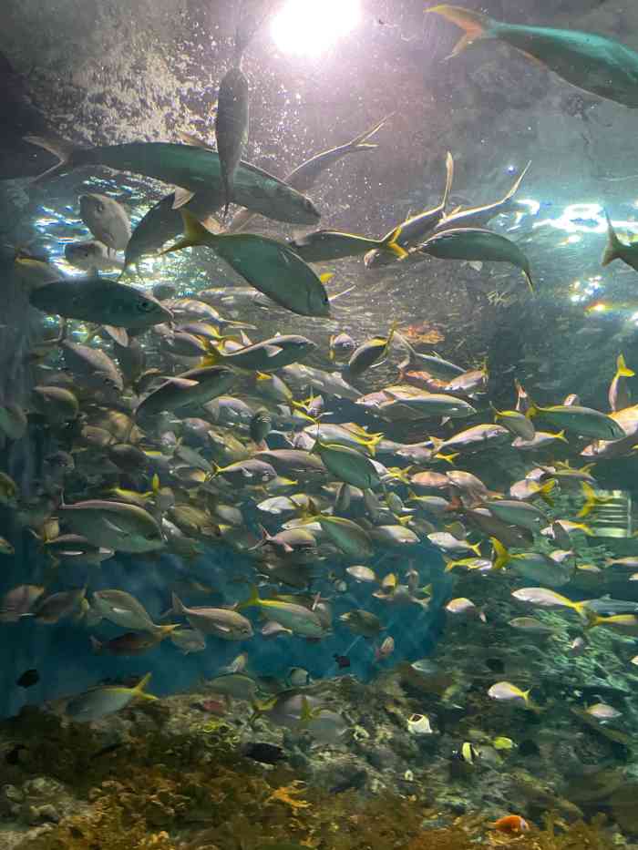 上海海洋水族館-