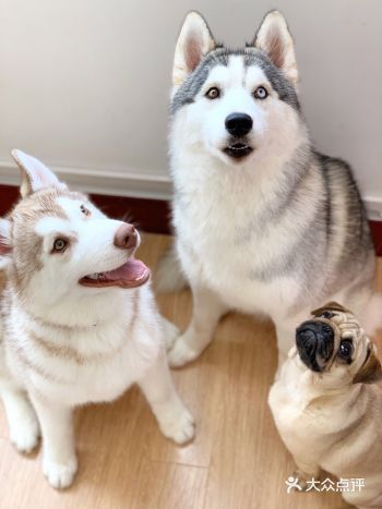 大宁高性价比萌犬体验馆，释放你的爱狗之魂