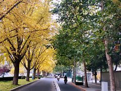-三里屯东五街银杏大道