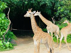 -广州长隆野生动物世界