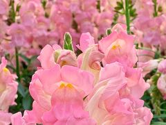 -天适樱花悠乐园