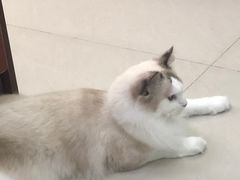 -艾贝尔宠物诊疗