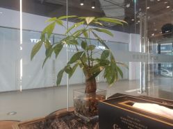 -罗亚帝造型
