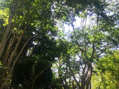 -中国科学院西双版纳热带植物园