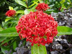 景点-湖光岩风景区