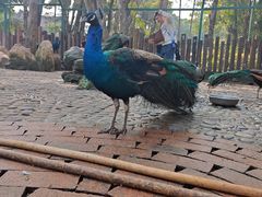-西双版纳傣族园