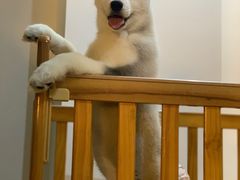 -Husky Go! 哈士奇体验馆·宠物咖啡厅狗咖