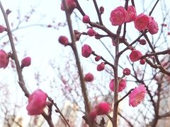-梅溪湖城市岛