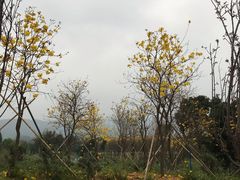 -天适樱花悠乐园