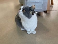 -猫在这儿猫咪咖啡馆·撸猫馆