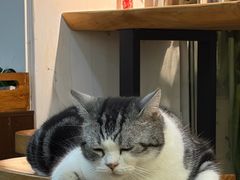 -李小姐の猫咖啡馆(五角场店)