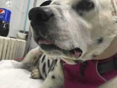 -北京赛佳动物医院