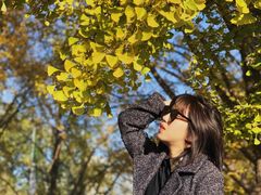-三里屯东五街银杏大道