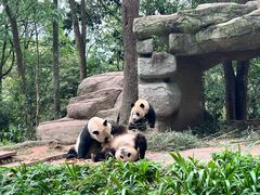 -中国大熊猫保护研究中心雅安碧峰峡基地