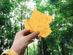 -铁山坪森林公园