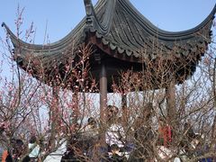 -香雪海