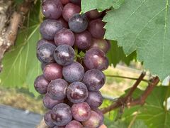 -尚果生态采摘园