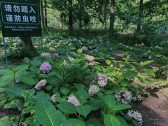 -黄海国家森林公园