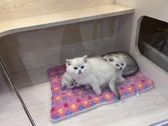 -柚子猫舍·精品猫舍购猫·猫咪认养·购宠·宠物店
