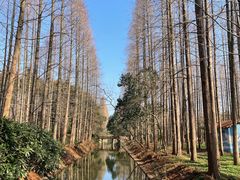 -东平国家森林公园