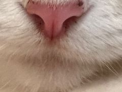 -猫咪派对(江南西店)