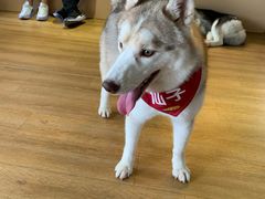 -Husky Go! 哈士奇体验馆·宠物咖啡厅狗咖