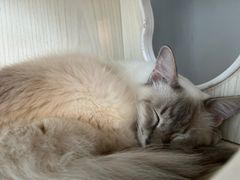 -Cappucimeow猫咪咖啡馆(韦伯时代店)