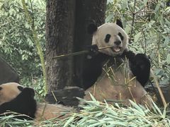 -中国大熊猫保护研究中心雅安碧峰峡基地