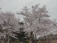 -嘉定紫藤园