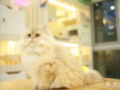-柚子猫舍·精品猫舍购猫·猫咪认养·购宠·宠物店