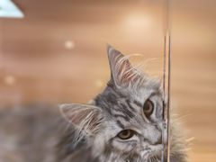 -猫十亿·布偶金渐层·曼基康矮脚猫舍(青年路店)
