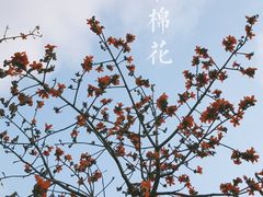 -天适樱花悠乐园