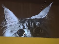 -见味花甲(福田coco park店)