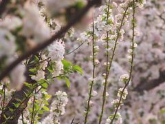 -海棠花溪(元大都城垣遗址公园)