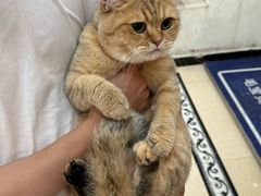 -宠颐生汉谟拉比宠物医院