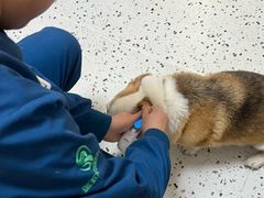 -瑞派康怡24h宠物医院·犬猫医疗中心·微创绝育(瑞景分院)