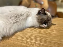 -藏猫猫咖啡主题馆(中央大道店)