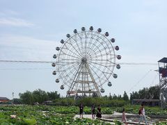 -白洋淀景区