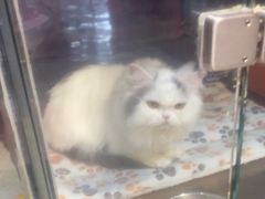 -FAELING PETS美天灵宠物(富力广场店)