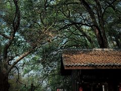 -黄葛古道