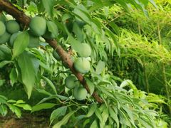 -驿舍·民國老营房院子私房菜(科学会堂店)