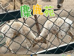 -北京麋鹿生态实验中心
