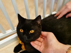 -猫在这儿猫咪咖啡馆·撸猫馆