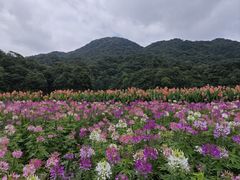 -广州市石门国家森林公园