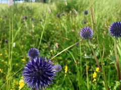 -白草畔自然风景区