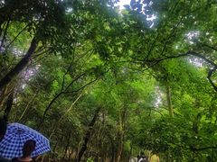 -紫金山山顶公园