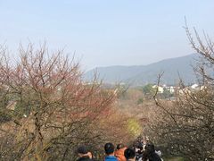 -香雪海
