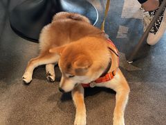 -漆黑觉米粉(三里屯店)